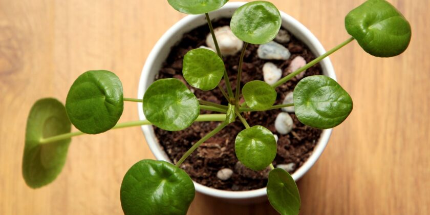 pilea