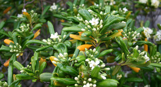 pittosporum tobira
