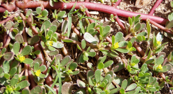 portulaca oleracea