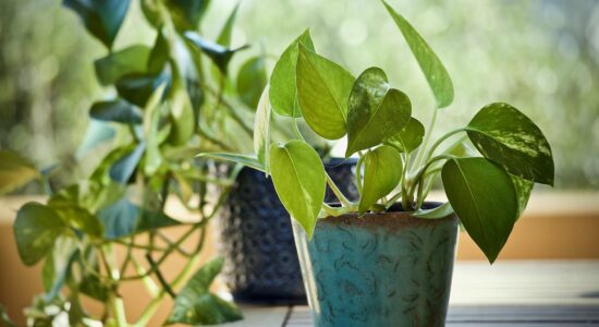 pothos