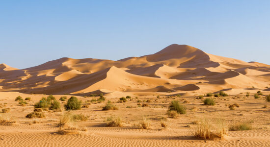 Sahara