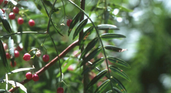 schinus molle