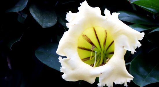 solandra maxima