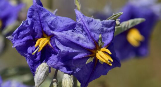 solanum