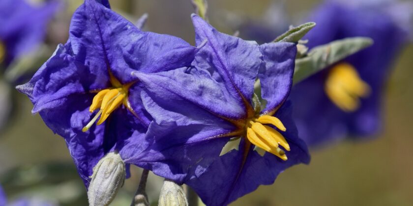 solanum