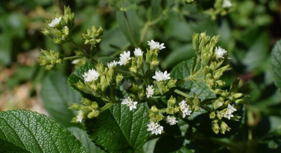 stevia edulcorante