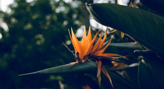 strelitzia nicolai fiore