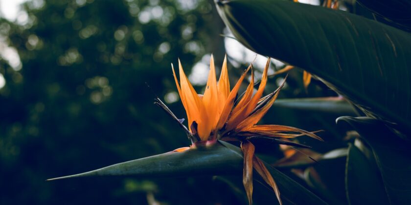 strelitzia nicolai fiore