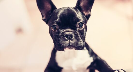 terrier