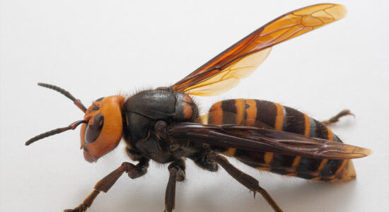 vespa mandarinia