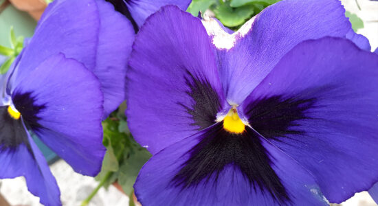 viola del pensiero