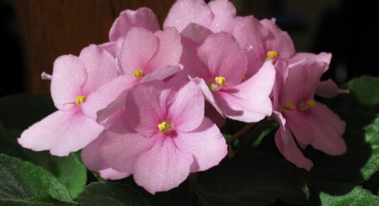 violetta africana