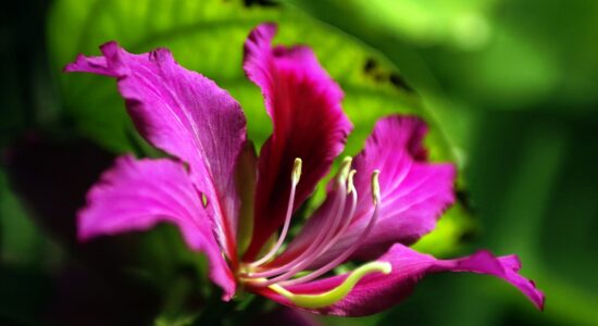 albero dell'orchidea-bauhinia