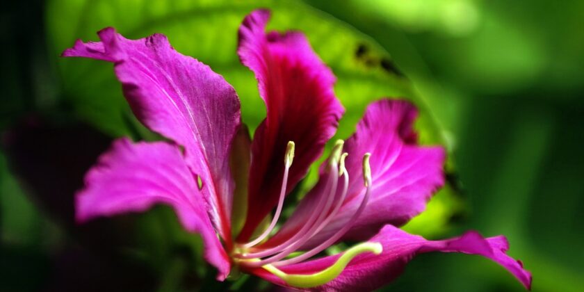 albero dell'orchidea-bauhinia