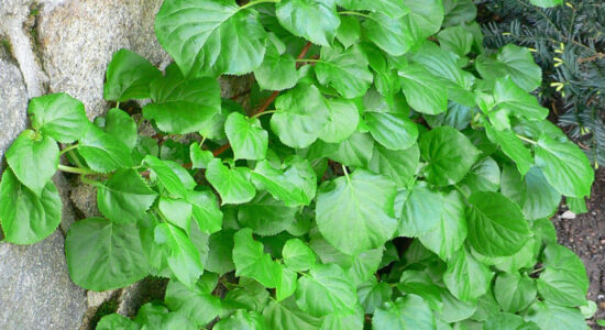 Ortensia Hhydrangea