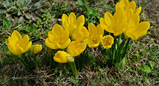 Sternbergia