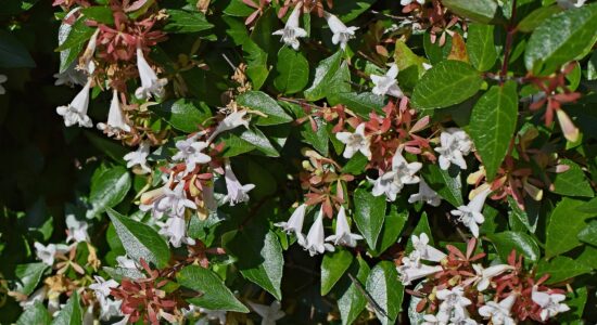 abelia grandiflora