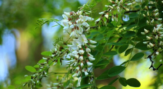 acacia