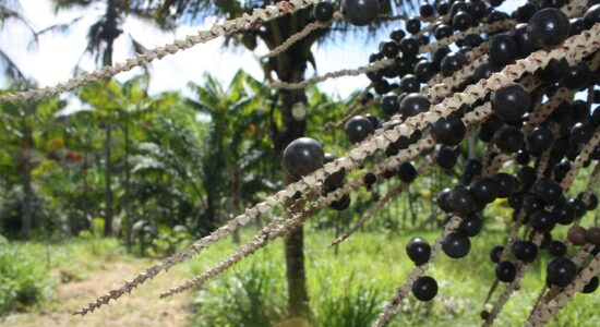 acai