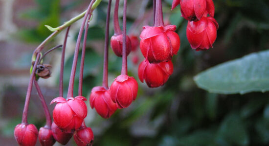 Berberidopsis