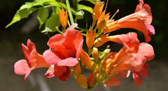 bignonia