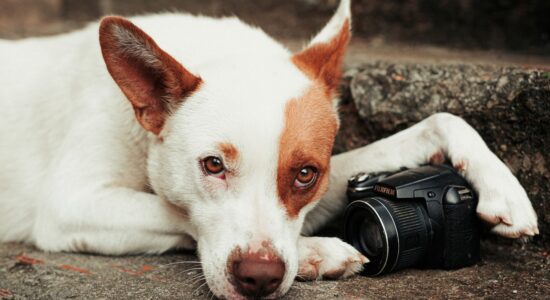 cane pet influencer