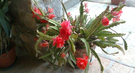 cactus