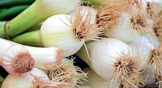 cipollotto allium