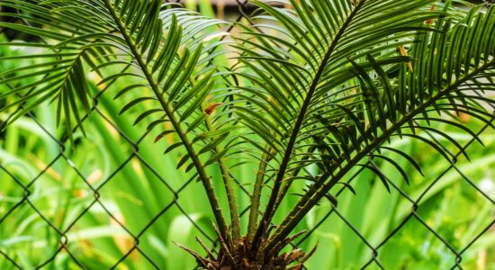 cycas