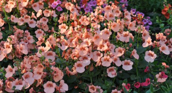 diascia