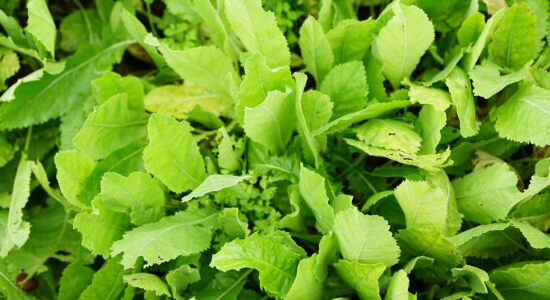 erba aromatica tanacetum