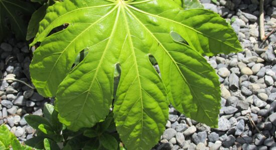 fatsia japonica foglia