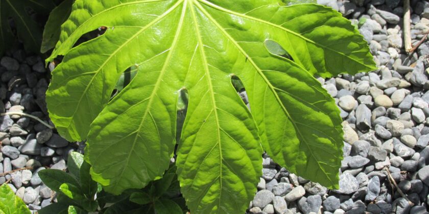 fatsia japonica foglia