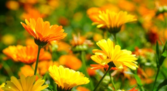 fiori di calendula