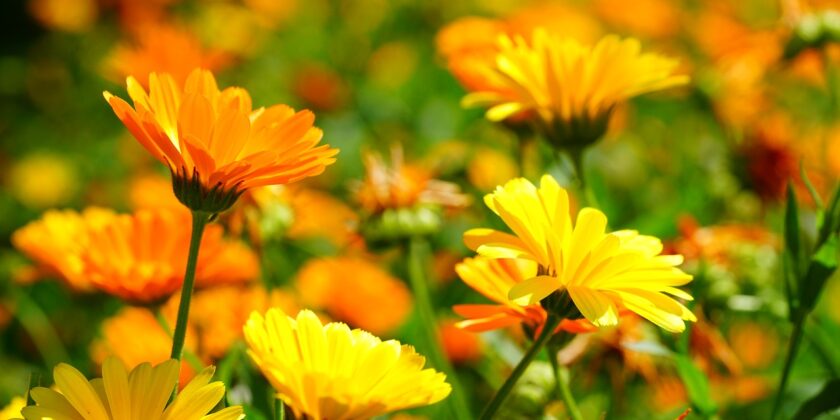 fiori di calendula