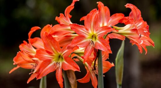 fiori di hippeastrum