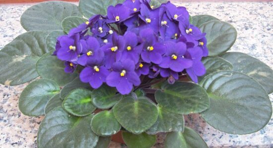fiori saintpaulia violetta africana