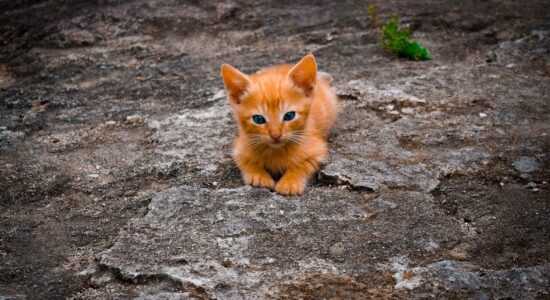 Gatto