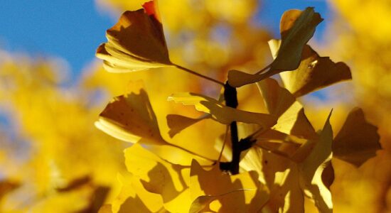 gingko biloba