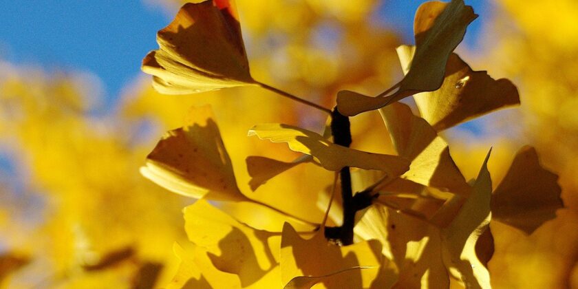 gingko biloba