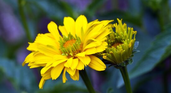 heliopsis