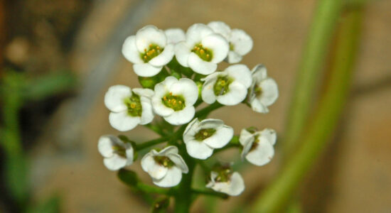 lobularia maritima