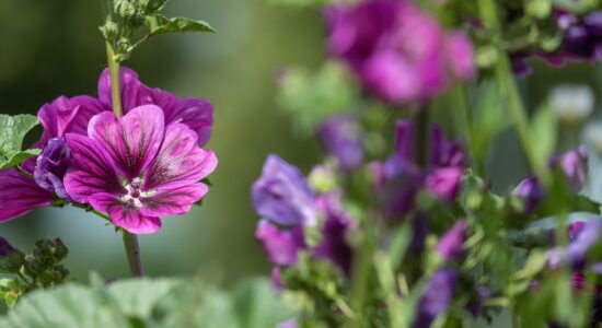 malva