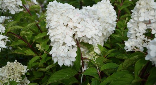 ortensia paniculata