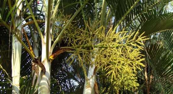 palma di areca