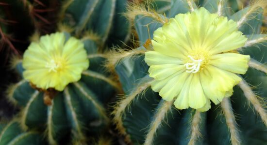 parodia cactus