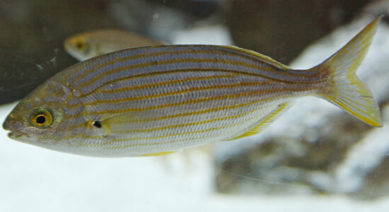 pesce sarpa salpa