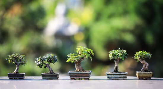 piante bonsai