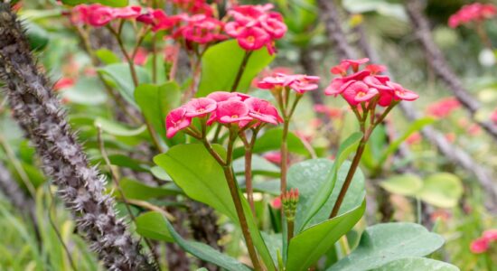 pianta di euphorbia