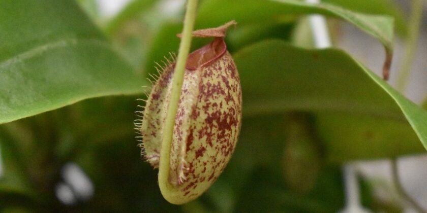 pianta nepenthes